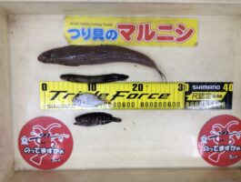 田ノ浦にて【おさかなチャレンジ】