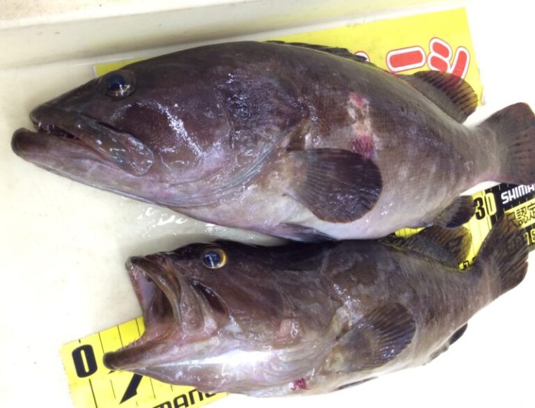釣果