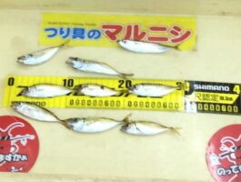 雑賀崎サビキ釣り釣果2