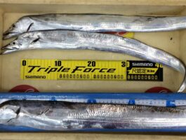 【タチウオダービー】釣果情報