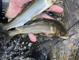 【スタッフ釣行】鮎釣り挑戦2回目の巻