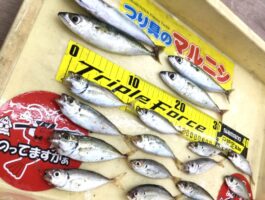 雑賀崎サビキ釣り釣果