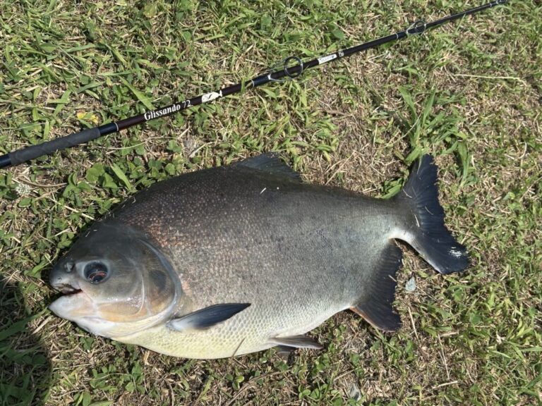 釣果