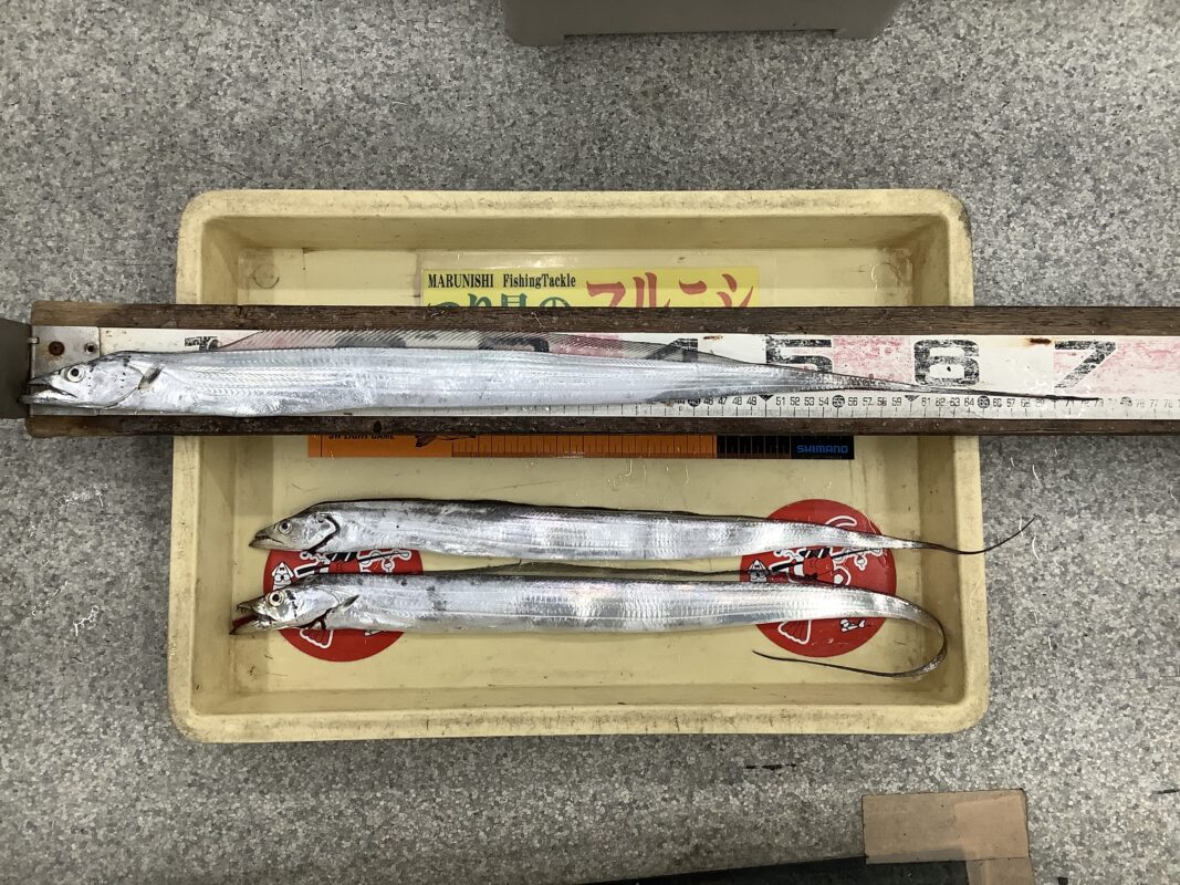 (320) テングベイツ 骨魚ダーター 320) テングベイツ 骨魚ダーター