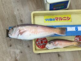 【紀北沖】アマダイ51ｃｍ2.0ｋｇ！