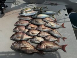 紀北沖マダイ釣り！（スタッフ釣果）