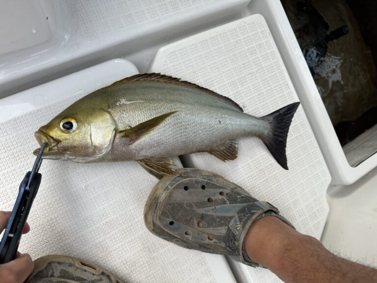 釣果
