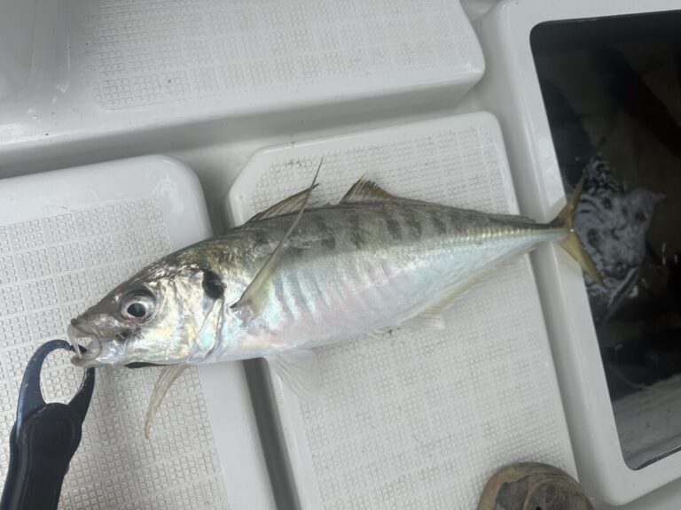 釣果