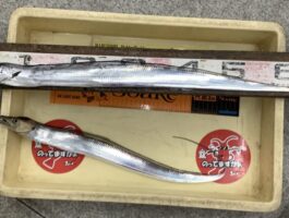水軒にて[太刀魚ダービーエントリー]