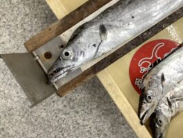 紀の川河口にて[太刀魚ダービーエントリー]