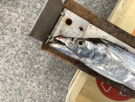 水軒にて[太刀魚ダービーエントリー]