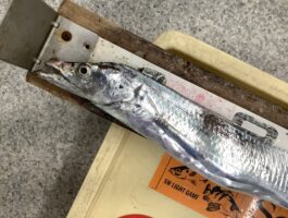 【太刀魚ダービー2025】市内太刀魚釣果！