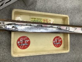 【太刀魚ダービー2025】水軒テンヤ釣果！