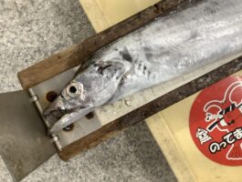 【太刀魚ダービー2025】水軒太刀魚釣果！