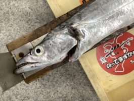 【太刀魚ダービー2025】市内南部太刀魚釣果！