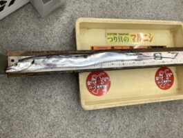 【太刀魚ダービー】テンヤ釣り！