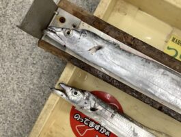 【太刀魚ダービー】水軒にて！