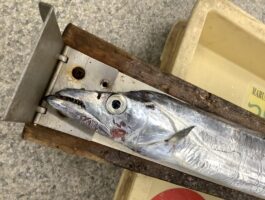 【太刀魚ダービー2025】水軒　太刀魚釣果！