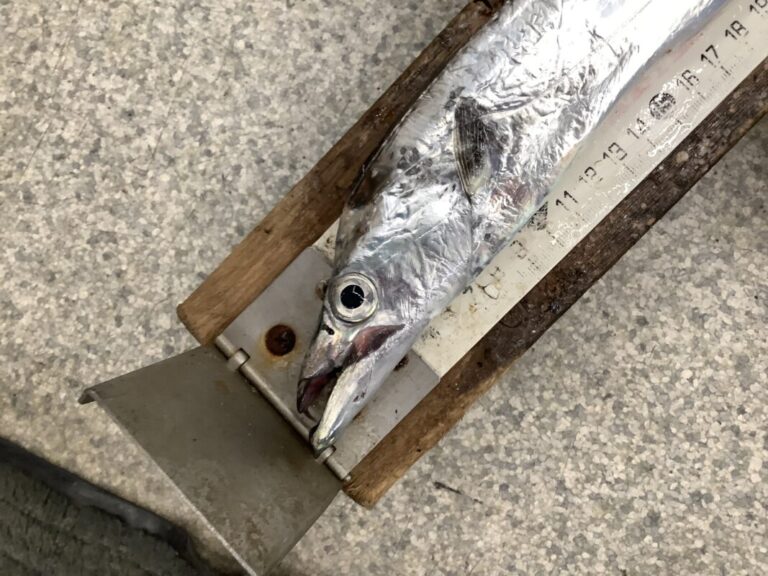 釣果