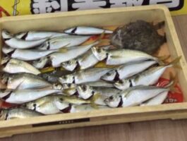 マリーナシティにて投げサビキ＆胴突き釣果！