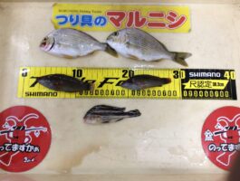 【おさかなチャレンジ】雑賀崎・田村漁港にてブラクリ釣果！
