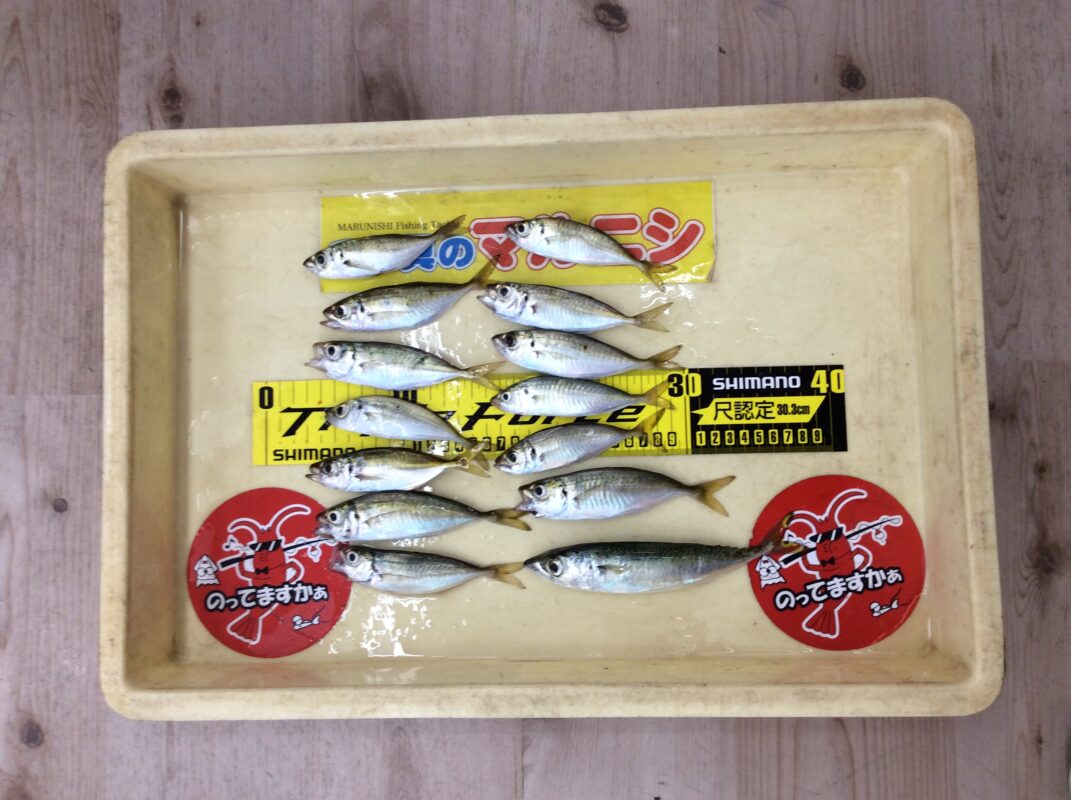 田ノ浦】サビキ好調！アジ！サバ！ - 株式会社つり具のマルニシ