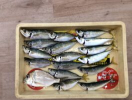 【おさかなチャレンジ】マリーナシティにて投げサビキ釣果！良型アジまだまだ好釣！