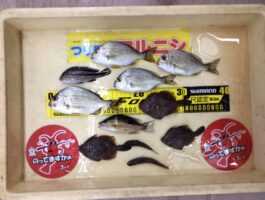 【おさかなチャレンジ】ついに18魚種！ブラクリ、イソメジグヘッドでいろいろと。