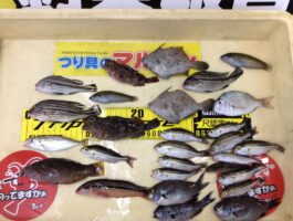【おさかなチャレンジ】田ノ浦で10魚種もゲット！！！