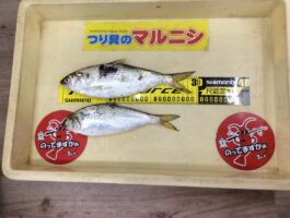 【田ノ浦】飛ばしサビキでコノシロゲット！