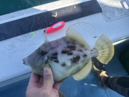 紀北沖でカワハギ！（スタッフ釣果）