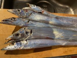 市内波止でタチウオ【スタッフ釣行】