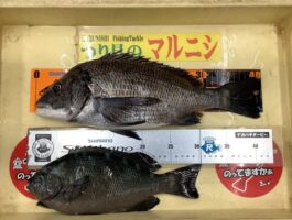 雑賀崎にて！