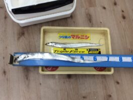 【おさかなチャレンジ】塩津漁港にて太刀ジグ釣果！