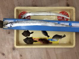 【おさかなチャレンジ】水軒、雑賀崎にてブラクリ＆サビキ釣果！