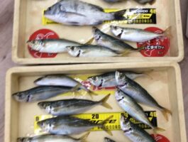 マリーナシティにて投げサビキ釣果！