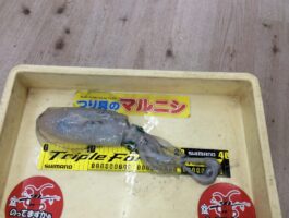 【中紀エリア】エギング釣果！アオリイカ565ｇ！