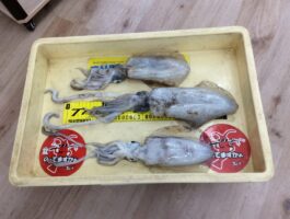 【田辺エギング】アオリイカ565ｇまでを数釣りも。