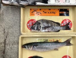 紀ノ川河口にて!