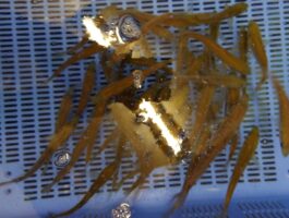 【本店】中アジ入荷しました！