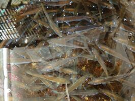 活けアジ入荷！