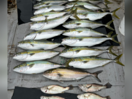 【スタッフ釣行】加太沖青物＆クログチに行って参りました！