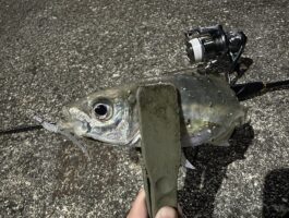 紀北エリアでアジング！（スタッフ釣果）