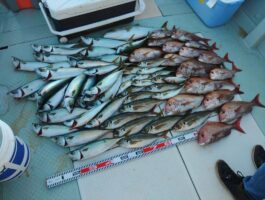 サバ・アジ・鯛絶好調！！