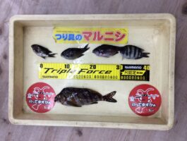 田ノ浦にてサビキ釣り釣果！