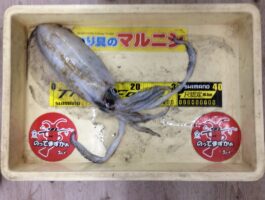 中紀にてエギング釣果！