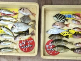 日高港、雑賀崎サビキ・ブラクリ釣果！