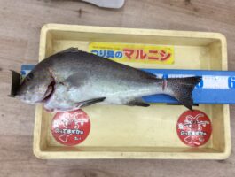 中紀波止にてブッコミ釣果！