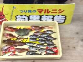 【おさかなチャレンジ】雑賀崎にてサビキ、ブッコミ釣果！