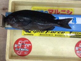 【チヌ・グレダービー2025▶2026】江須崎にてフカセ釣果！